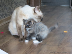 Отдам в добрые руки Красивых котята #765582