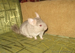 Шиншилла беж,  самочка #770338