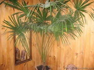 веерная пальма Трахикарпус Форчуна #760329