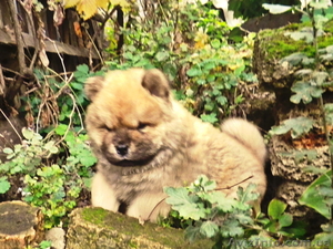 Высокопородистый щенок мальчик ЧАУ #773241