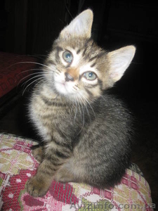 СРОЧНО!!! Милые котята ждут новых хозяев!!! #770672