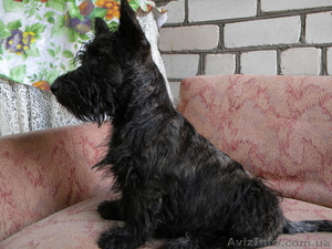 Продам щенков Скотч терьер! #775410