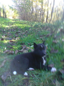 російсько-європейська лайка #777290