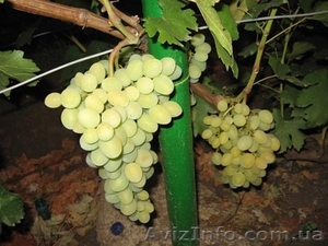 Продам саженцы и лозу раннего винограда #778722