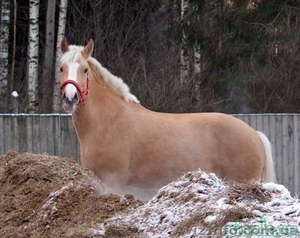 Удобрения (конский навоз) #769041