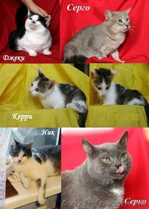 Очень нужна Ваша помощь пожилой женщине и ёё беззащитным питомцам!!!  #765393