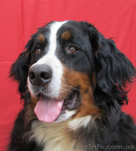 Продаю элитных щенков бернского зенненхунда от титулованных родителей #775784