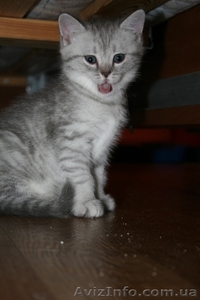 Котята окрас вискас #768703