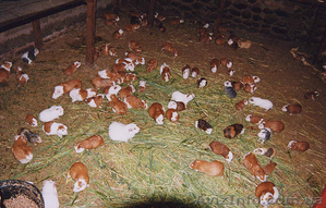 МОРСКИЕ СВИНКИ НА ВЫБОР #776819