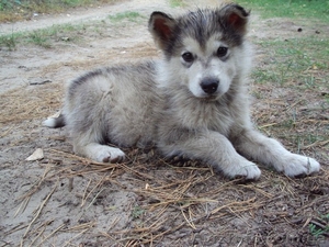 Аляскинский маламут,  щенки #776781