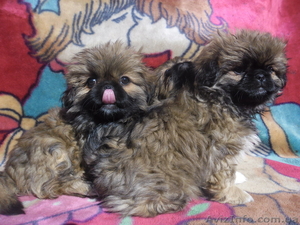 Щенки королевского пекинеса  #777766