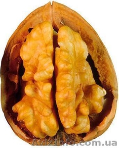 Продам грецкий орех кондитерский #767262