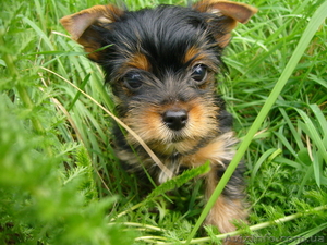 Продам щенки Йорка #776495