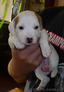 Продаются щенки Джек-Рассел терьера #769307