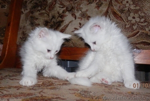Симпатичные Ангорчики #765285
