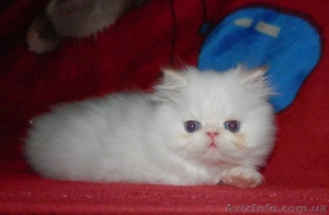 Персидское чудо #766057