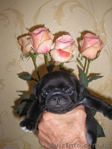 Продам четверых чистокровных,  очаровательных мопсят! #768708
