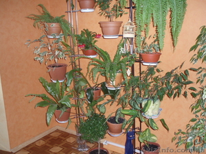 Полка-Распорка для цветов  #770495