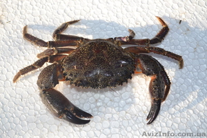 Крымские каменные крабы #769316