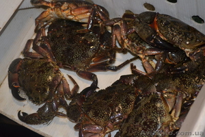 Жак Ив Кусто  Живые крабы #769323