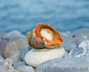 Рапана оптом продам #766459