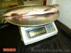 Горбуша Южно-Сахалинск #766975