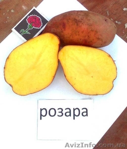 картофель столовый оптом #777052