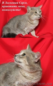 Невероятно ласковый Серго ищет дом. #766711