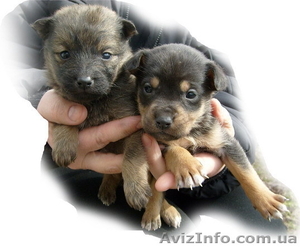 Щенки-дворняжки #772982