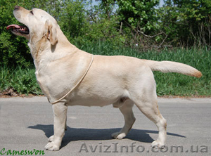Продам щенков лабрадора от элитных родителей #779631