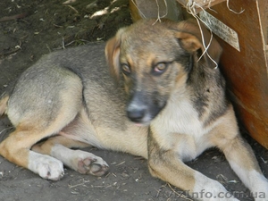 Милые собачки и щеночки ждут Вас #776437