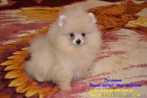 Щенки карликового померанского шпица #770319