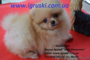 Щенки померанского шпица Vip-Classa! #767679