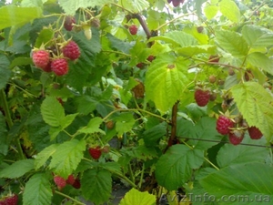 малина, саженцы, покровская, глен ампл, полка, малину саженцы купить, ремонтантная #766609