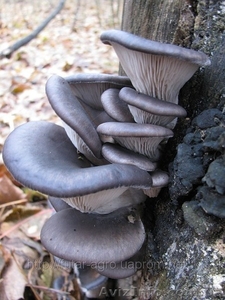 Грибные блокrrи #785324