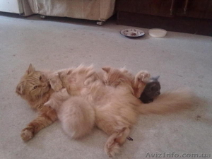 котята в поисках хозяев #790774