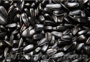 Продам семечку подсолнуха калиброванную,  сорт лакомка (калибр 3, 6) #794412