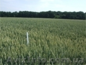 Закупаем все виды зерновых, масленичных,  и др. культур. #799381
