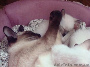 ♥♥♥ продам сиамских котят ♥♥♥ #793383