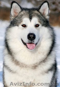 Аляскинский маламут #792014