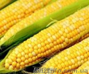 ПРОДАМ СЕМЕНА ГИБРИДОВ КУКУРУЗЫ #783799