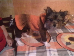 вещи для животных #794052