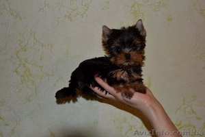 Продается Йорк на ладошке #790188