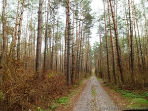 Продам участок 12 соток в Процеве городок Зеленый Гай 25 км от Киева Борисполь  #790702