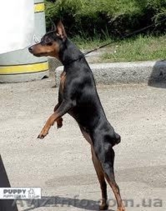 Щенки цвергпинчера,  ч/п,  родословная. #794116