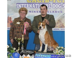 Девочки щенки Амстафф. Терьера.(Киев). #800669