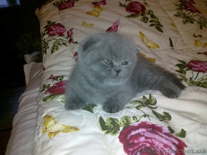 Шотландские вислоухие  котята. #297937