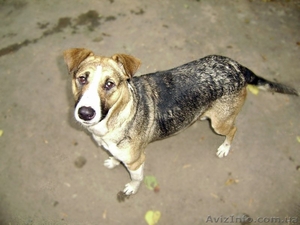 Винницкий приют для бездомных собак #783998