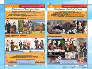 Тайский Риджбек #783976