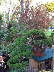 Голубые ели,  туи,  кустарники,  японские ниваки. #785307